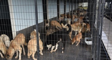Keşan Belediyesi 2 bin 372 can dostuna kucak açtı