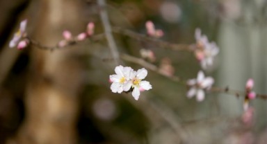 Kış ayında badem ağacı çiçek açtı
