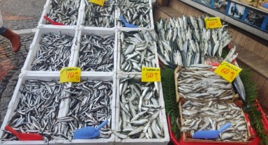 Küresel ısınma hamsiyi de vurdu