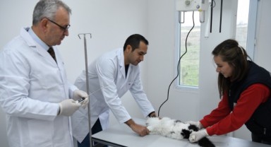 Sokak Hayvanları için röntgen cihazı