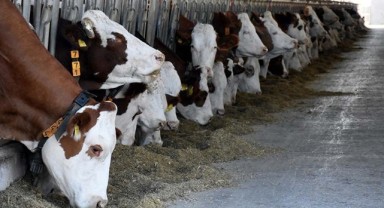 ‘Süt hayvancılığı bitme noktasına geldi’