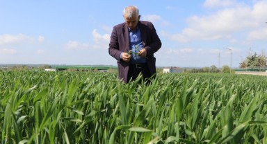 Buğdayda ‘pas’ hastalığına karşı üreticiye uyarı