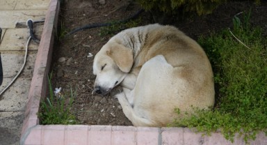 ‘Sahipsiz köpekler kayboldu’ iddiasıyla suç duyurusu