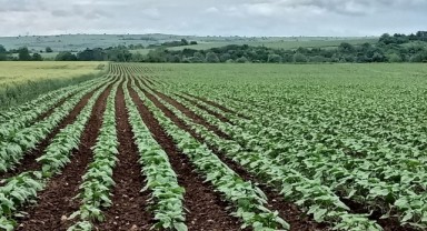 Ayçiçeğinde köse hastalığı!