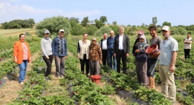 Enez’de çilek hasadı