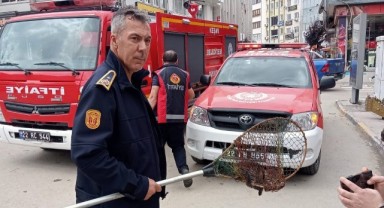 Hem kurtardılar, hem sahiplendirdiler