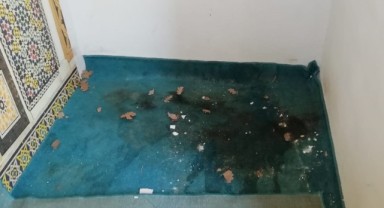 Musabeyli koruluğu kaderine terk edildi
