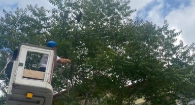 Oğul veren arılar panik yarattı