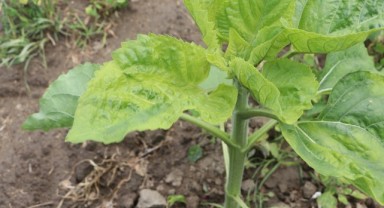 ‘Üreticiler tarlaları bozup yeniden ekmeli’