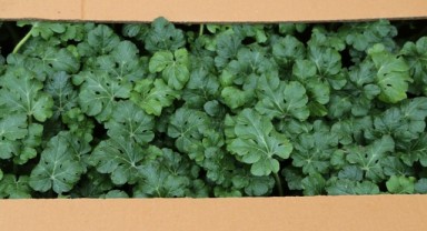  Yüzde 75 hibeli karpuz fideleri toprakla buluştu