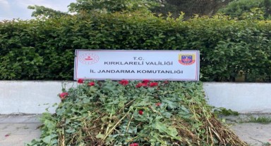 Jandarmadan uyuşturucu operasyonları