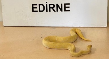Kapıkule’de piton yılanları ele geçirildi