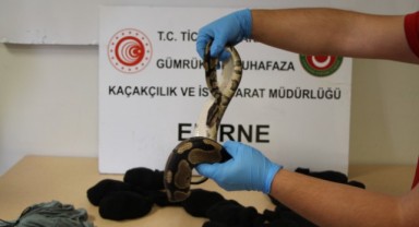 Piton yavrularını beslemek için almış