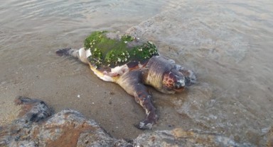 Edirne'de ölü caretta caretta karaya vurdu