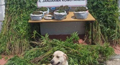 Uyuşturucu operasyonunda 6 gözaltı