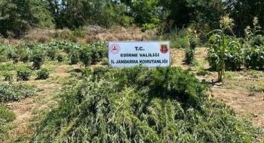 12 bin kök Hint keneviri ele geçirildi