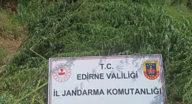 26 bin 500 kök Hint keneviri ele geçirildi