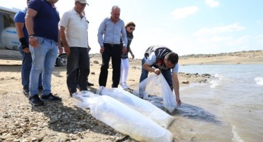550 bin yavru sazan barajlara bırakıldı