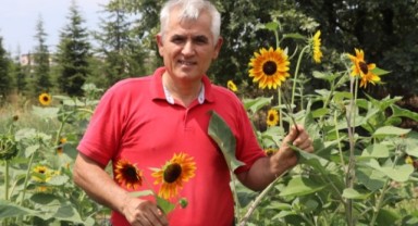 Ayçiçeği gen çalışmaları yapılıyor