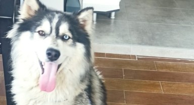 İstanbul'da kaybolan köpek Edirne'de bulundu