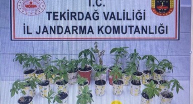 Kamu arazisine Hint keneviri eken şahıs gözaltında