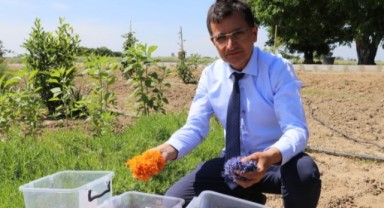 Tıbbi ve aromatik bitkiler üretimi çeşitlendiriyor