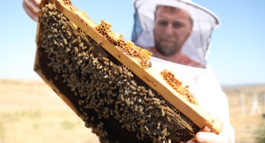 Aşırı sıcaklar ve kuraklık bal verimini düşürdü