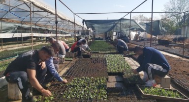 Edirne çiçeklerle renklenecek