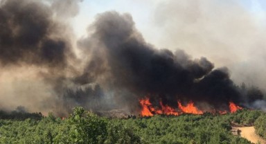 Ormanlık alandaki yangın söndürüldü