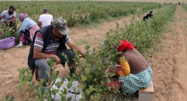 ‘Süper meyve’ aronyanın hasadına başlandı