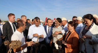Yerli tohum ayçiçeği hasadı yapıldı