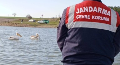Jandarma pelikanları mağdur etmedi