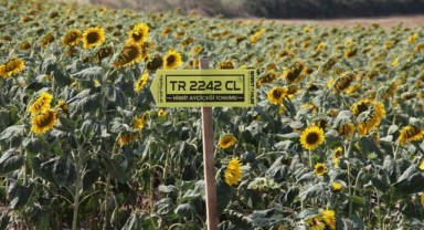 Trakya’da üretildi Türkiye’de ekilecek