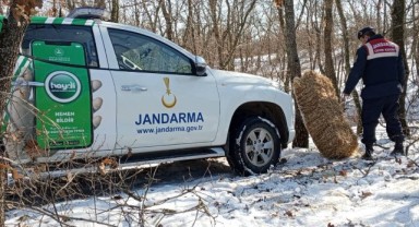 Yaban hayvanlarına jandarma desteği