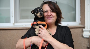 ‘Ali Nazik’ isimli köpek kameralarla bulundu