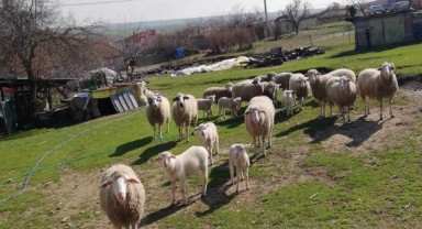 Baharın müjdecisi kuzular