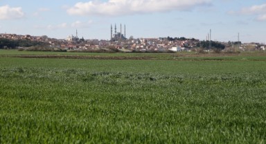 Sıcaklıklar buğday tarlalarında hastalığa yol açtı