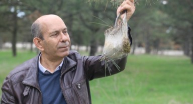 Tırtıllar her geçen gün çamları kurutuyor