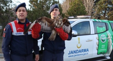 Şahin kurtarma operasyonu