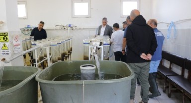 Bu yıl 10 milyon sazan yavrusu hedefleniyor