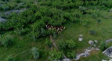 Kayıp büyükbaşlar dron ile bulundu