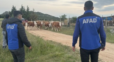 Kayıp büyükbaşlar dron ile bulundu