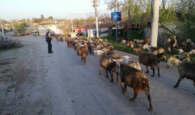 Süt satılmayınca keçiler satıldı