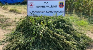Hint keneviri yetiştiren şüpheli yakalandı