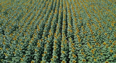 Trakya'da ayçiçeği üreticisi gözünü yağışa dikti