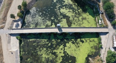 Tunca Nehri'nde yosun ve su mercimekleri