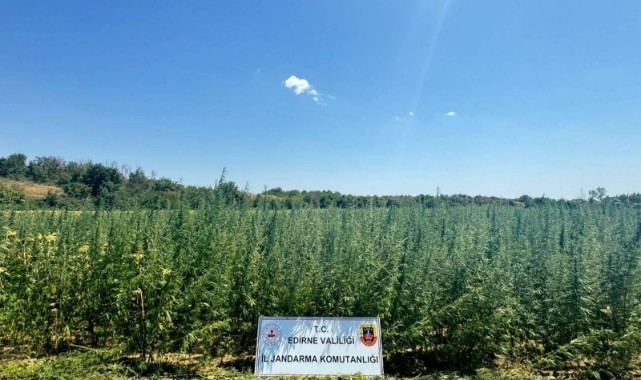 2 milyon 65 bin kök Hint keneviri ele geçirildi