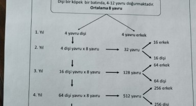 Bir dişi köpekten 7 yılda 32 bin yavru