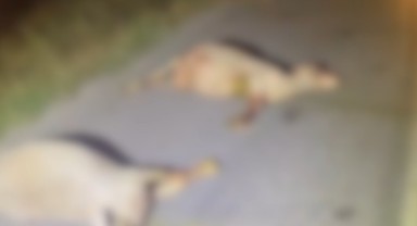 Kamyonetin çarptığı 16 koyun telef oldu