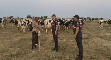 Kaybolan 97 büyükbaş hayvan dron yardımıyla bulundu